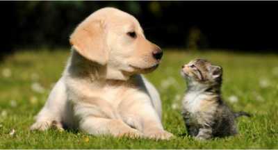 Silimarina x doenças hepáticas em cães e gatos