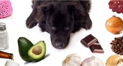 Alimentos tóxicos para cães e gatos