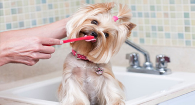 Como começar a escovar os dentes do seu pet?