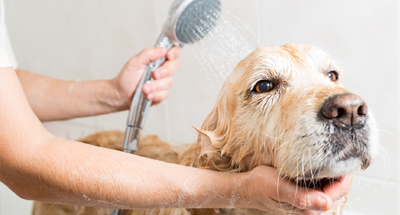 Por que produtos de higiene para humanos não devem ser usados em pets?