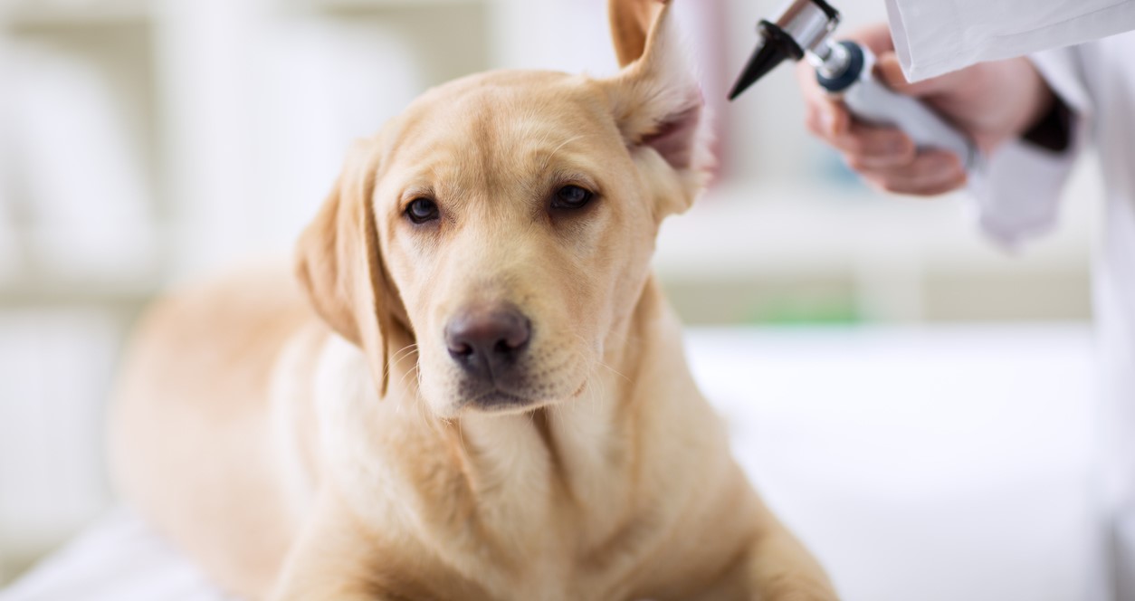 Otitis in dogs and cats