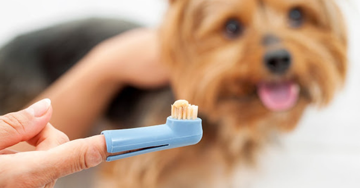 Saúde oral em cães e gatos