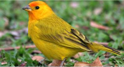 Como proteger suas aves 