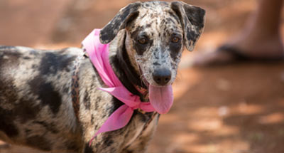 Outubro Rosa: Um toque para quem ama seu pet