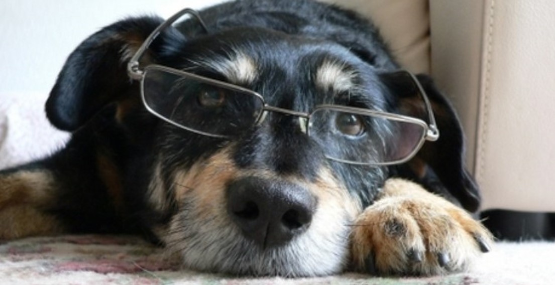 Meu pet já é idoso?