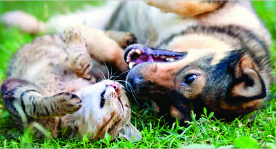 Prebiótico X Probiótico. Qual a diferença?