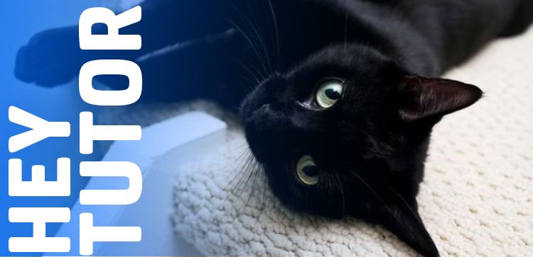 Hey Tutor: Confira o Guia Completo para Tutores de Gatos Pretos
