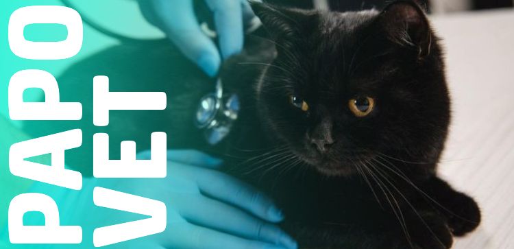 Papo Vet: A Predisposição de Gatos Pretos a Doenças: Mito ou Realidade?