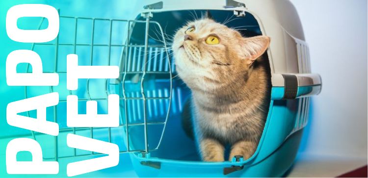 Papo Vet: Drasil em viagens - O mecanismo de ação da metoclopramida e considerações clínicas