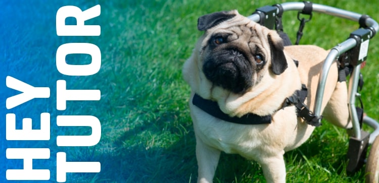 Hey Tutor: Como cuidar de pets com deficiência?