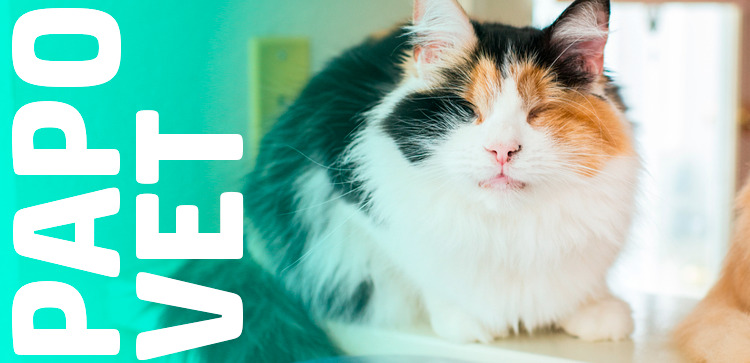 Papo Vet: Uso de Medicamentos Anti-inflamatórios em Pacientes Pet com deficiência