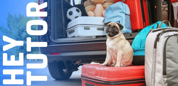 Hey Tutor: O que levar na viagem com seu pet?