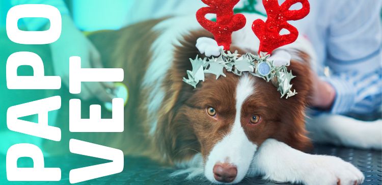 Papo Vet: Emergências veterinárias comuns no Natal