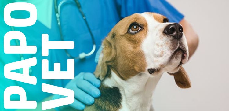 Papo Vet: Fisiopatologia da Degeneração Articular - Como A Glucosamina e A Condroitina Atuam?