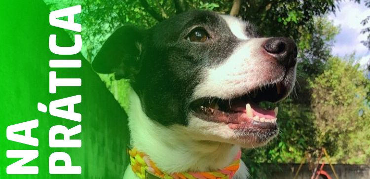 Na Prática: A Jornada de Superação de Nega e a Importância do Tratamento da Seborreia Oleosa nos Pets