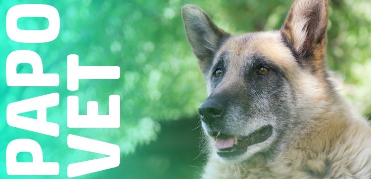 Papo Vet: Síndrome da Disfunção Cognitiva em Pets: Definição, Causas e Tratamentos para Alzheimer Veterinário    